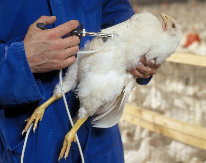 Cara Mudah Membuat Vaksin Ayam Tradisional
