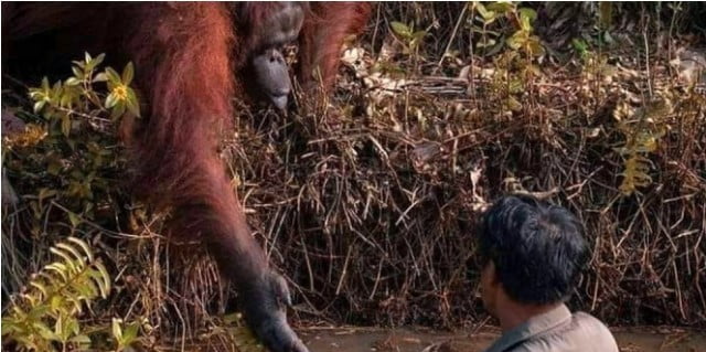 Haru, Orangutan Ini Ulurkan Tangan Bantu Manusia Terjebak Lumpur