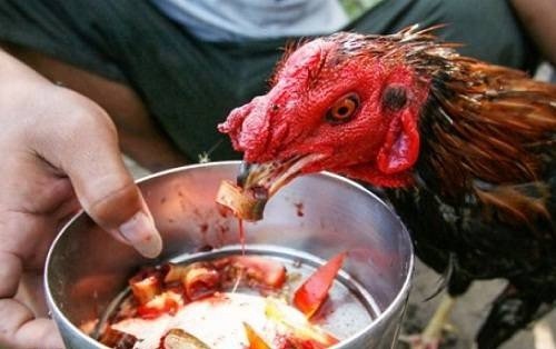 Cara Membuat Jamu Ayam Aduan Alami agar Sehat dan Kuat