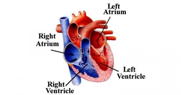 Pengertian Jantung Dan Bagian-bagian Jantung