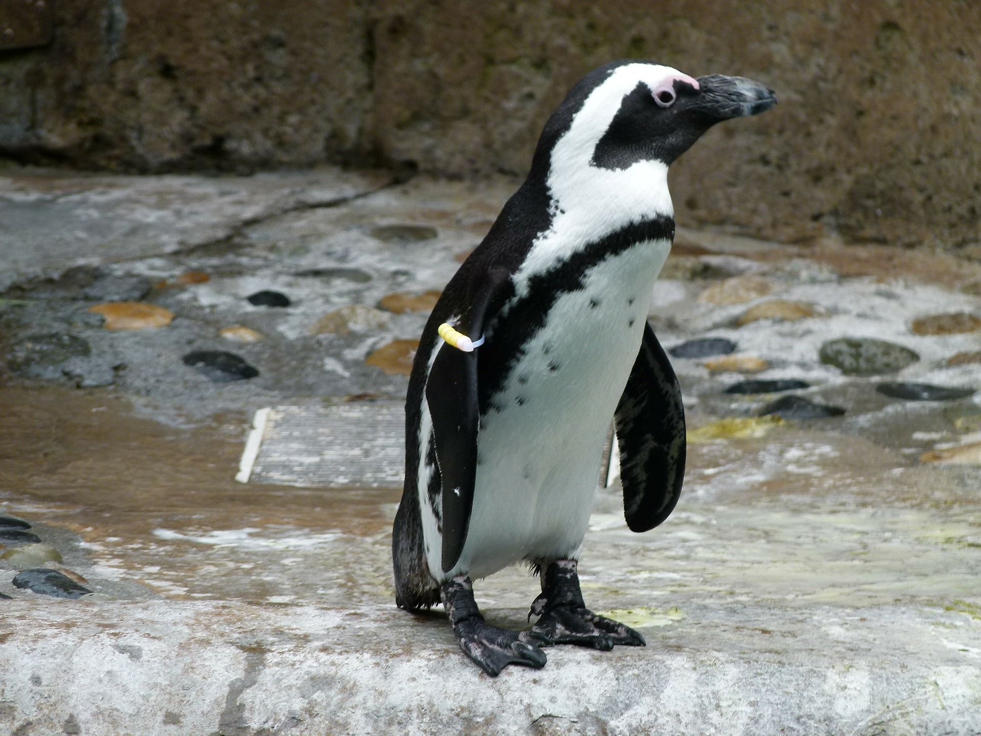 Klasifikasi dan Evolusi Penguin Afrika