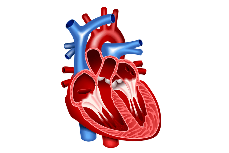 Anatomi dan Fungsi Jantung Manusia