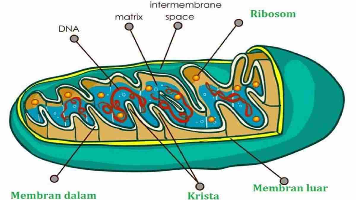 Apa Fungsi dari Mitokondria dalam Memproduksi Energi bagi Sel?