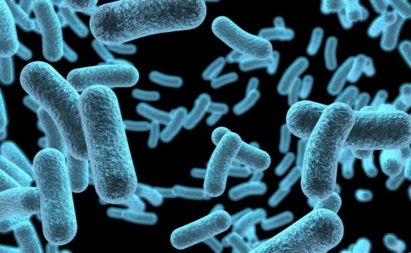 Mengapa Bakteri tidak Berkembang Menjadi Makhluk yang Lebih Maju?