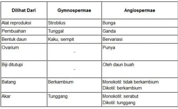 Perbedaan angiospermae dan gymnospermae