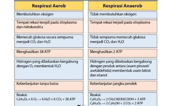 Perbedaan Respirasi Aerobik dan Anaerobik