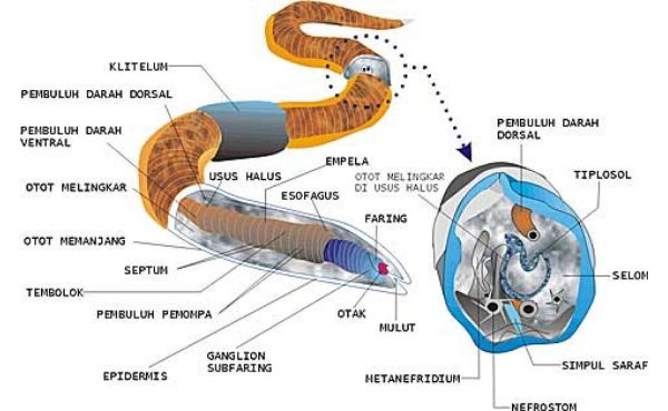 Sistem Pencernaan Invertebrata