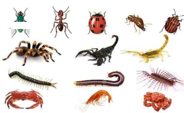 karakteristik Arthropoda