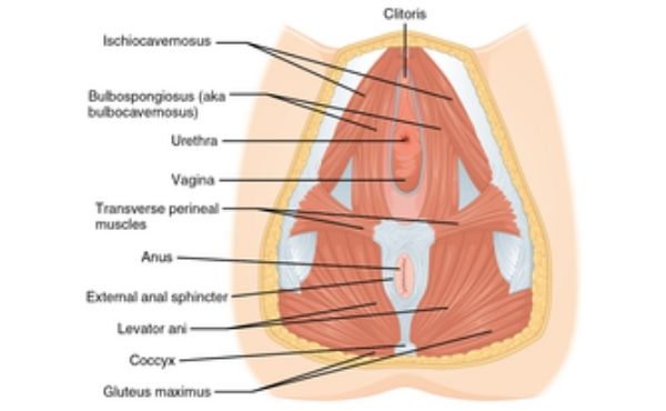 Anatomi Perineum