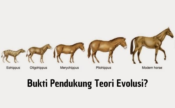 Apa Bukti Pendukung Teori Evolusi?