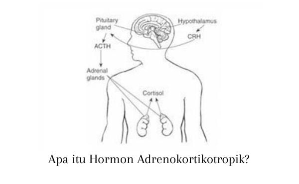 Apa itu Hormon Adrenokortikotropik?