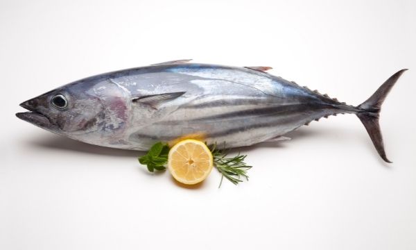 Manfaat Kesehatan Ikan Tuna