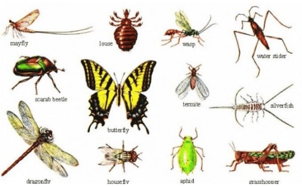 Pengertian dan Karakteristik Arthropoda