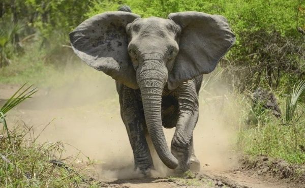 Klasifikasi dan Evolusi Gajah Afrika