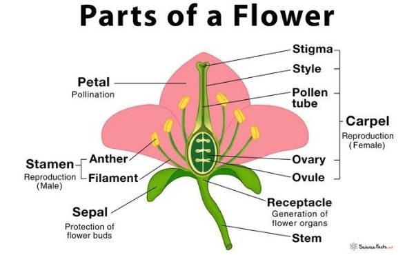 Bunga Itu Memiliki Kelopak, Sepal, Benang Sari dan Putik