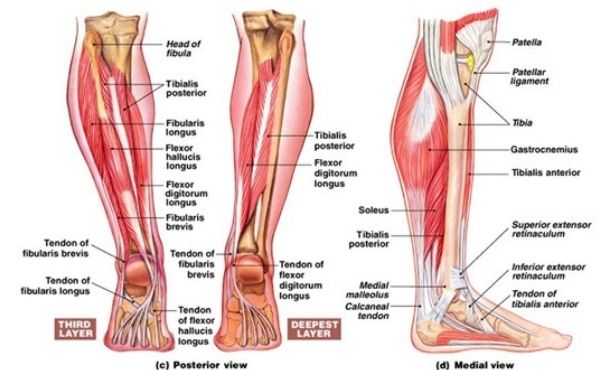 Bagian-bagian Otot dan Saraf Kaki