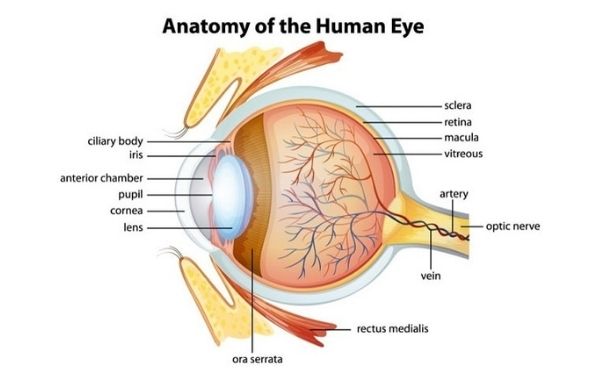 Fungsi dan Struktur Vitreous Humor pada Mata