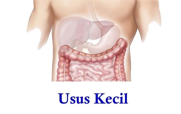 Fungsi Usus Kecil dalam Pencernaan