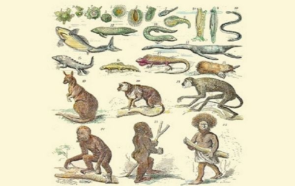 Karakteristik dan Evolusi Hewan