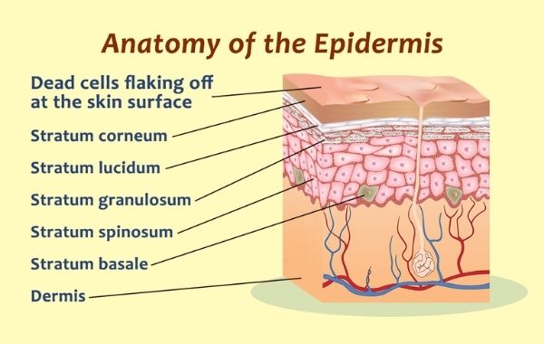 Pengertian dan Fungsi lapisan Epidermis