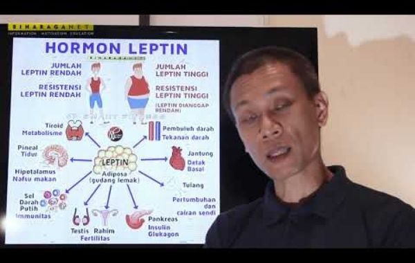 Pengertian dan Fungsi Leptin